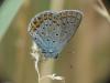 Plebejus argyrognomon